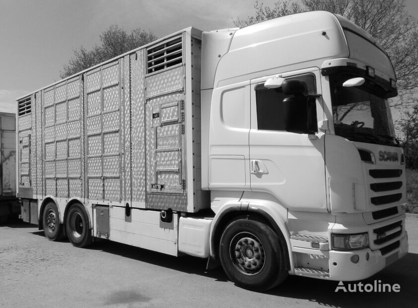 SCANIA R560 V8  for animal transport - do zywca livestock truck